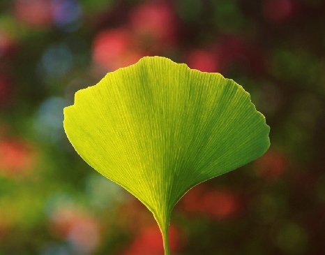 fleur verte